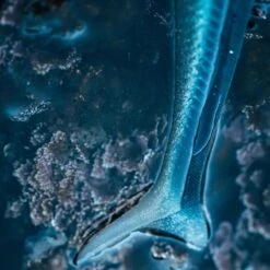 COMBO Leurres Souples Shad Lançon EELO 110 8gr AYU/BLEU -Pêche Boutique combo leurres souples shad lancon eelo 110 8gr ayubleu 2